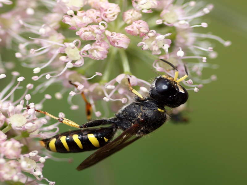 Ectemnius sp. (Crabronidae)